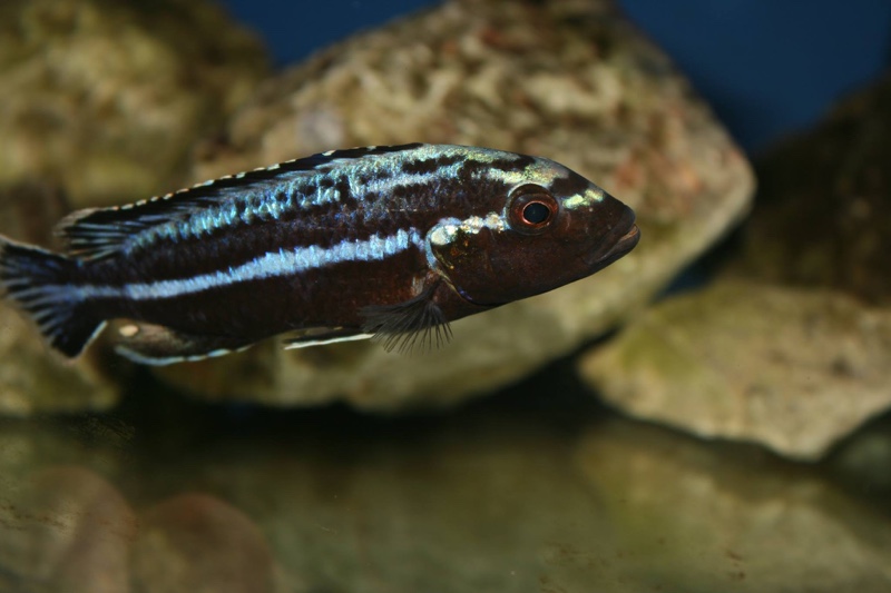 Melanochromis loriae